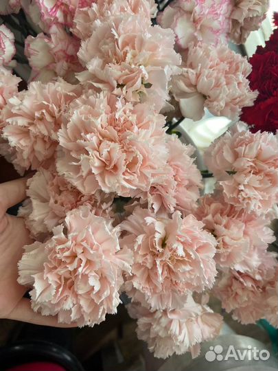 Гвоздики красные, розовые, кустовые