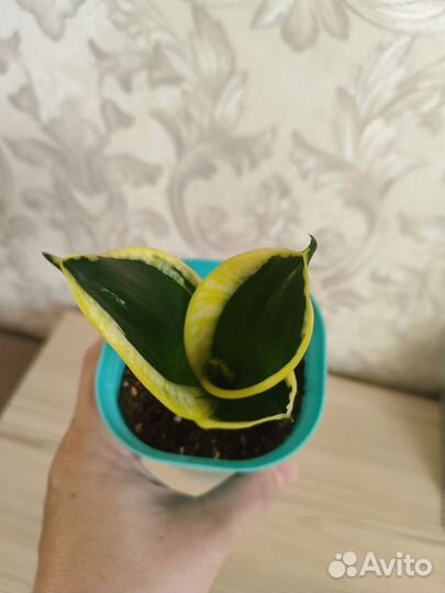 Комнатные растения