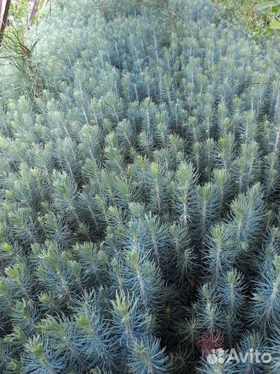 Сеенцы Ель голубая глаука