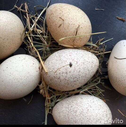 Инкубационое яйцо