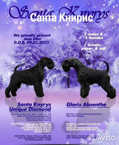 Цвергшнауцер щенки