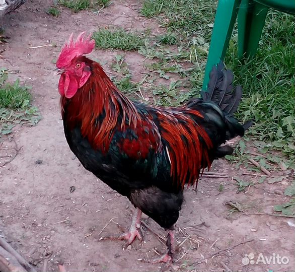 Петух маран черно-медный
