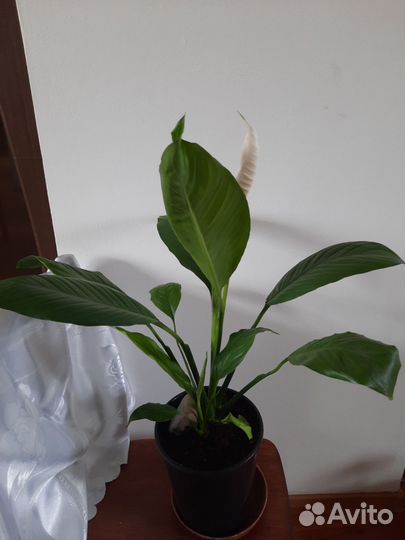 Спатифиллум