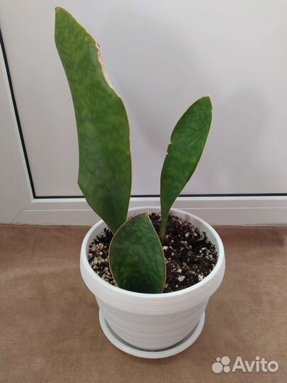 Сансевиерия сортовая