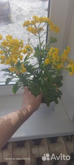 Каланхоэ цветущий