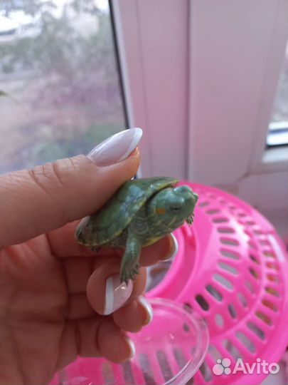 Черепаха с аквариумом