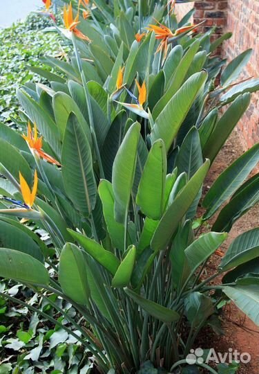 Стрелиция королевская