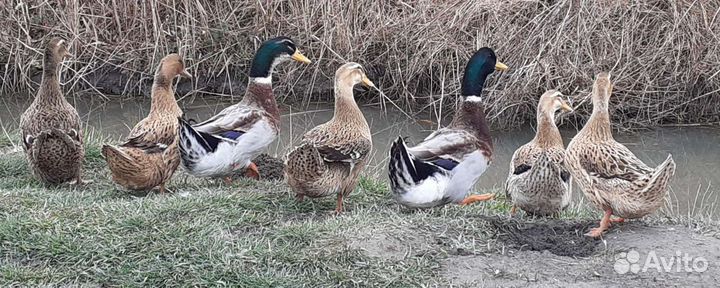 Инкубационное яйцо