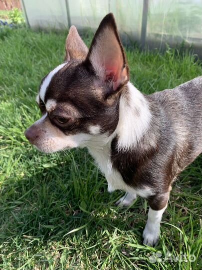 Вязка чихуахуа кобель