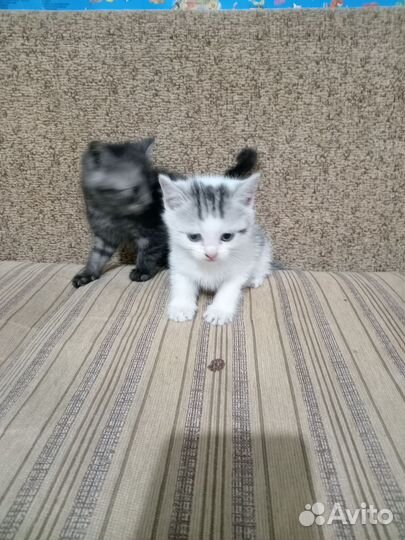 Кошка в дар