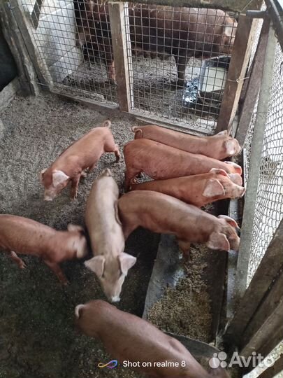 Поросята породы дюрок