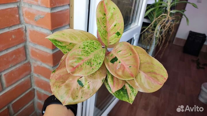 Аглаонема уши слона другие