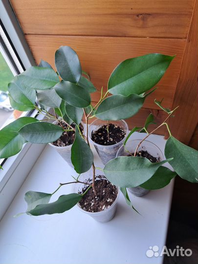 Фикус бенджамина