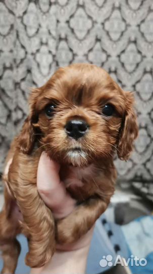 Кавалер кинг чарльз спаниель