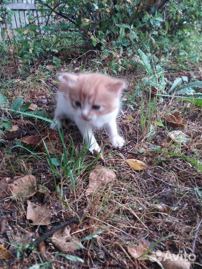 Котята в добрые руки мальчики