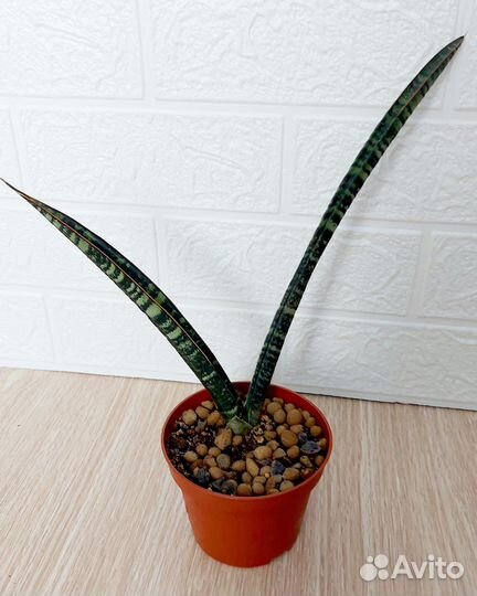 Сансевиерия Sansevieria