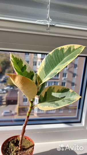 Фикус тенеке