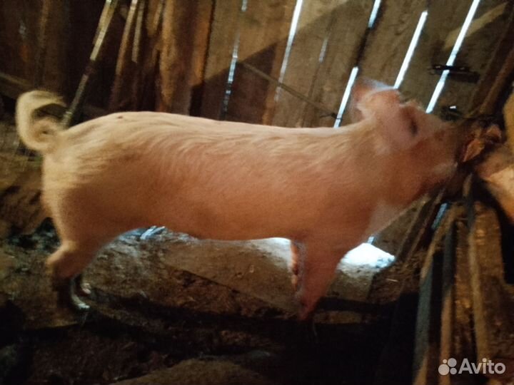 Богов на племя