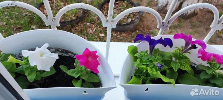 Петуния в кашпо