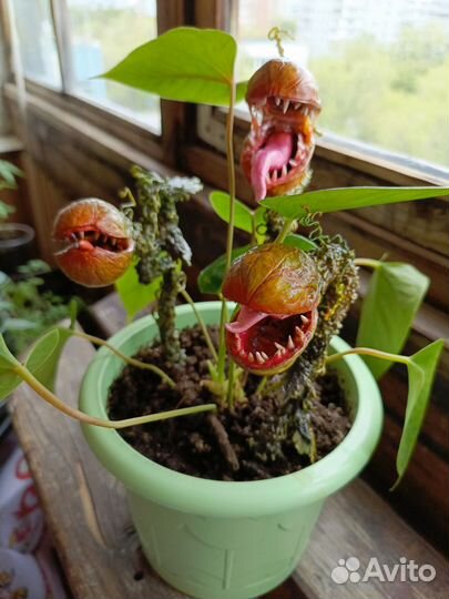 Украшение для дом. растения «Хищный цветок»