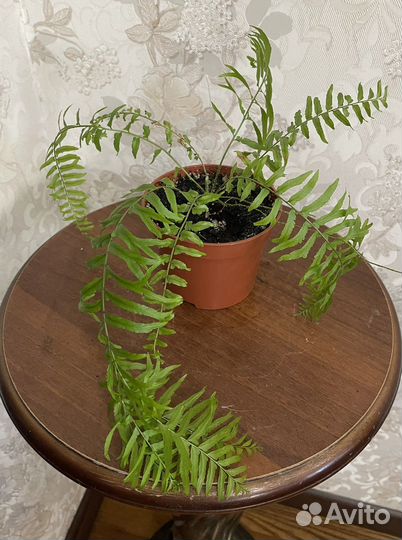 Нефролеписы разные