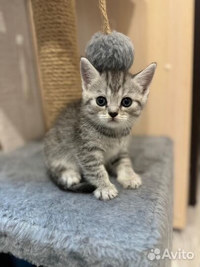 Шотландская вислоухая кошка