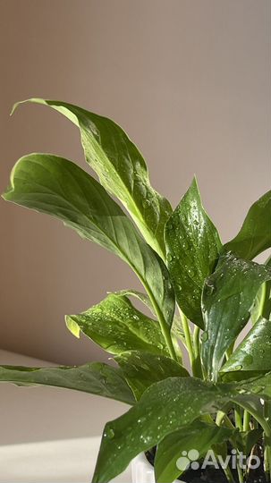 Спатифиллум, комнатное растение