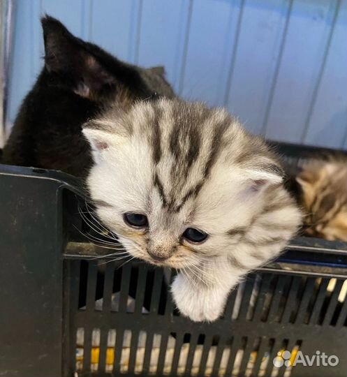 Шотландские котята