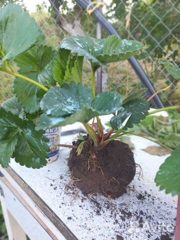 Саженцы клубники