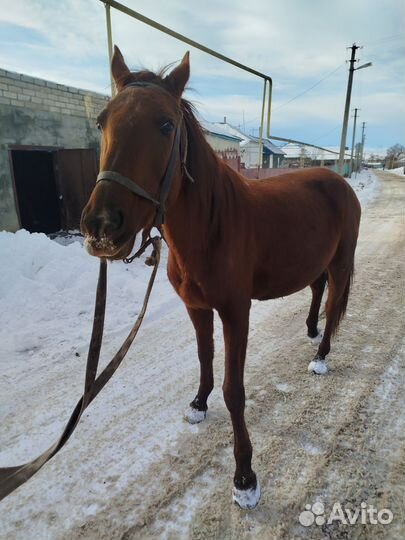 Лошадь кобыла с жеребенком
