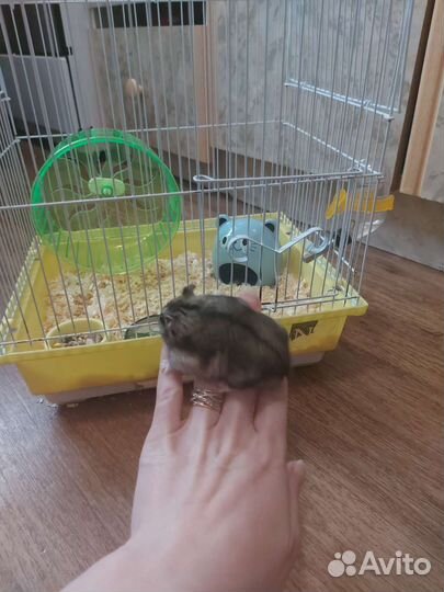 Джунгарский хомяк