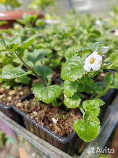 Бакопа белая