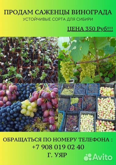 Саженцы и черенки винограда