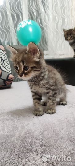 Котята ищут дом