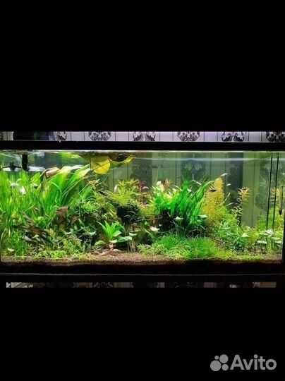 Аквариумные растения Нимфея вк