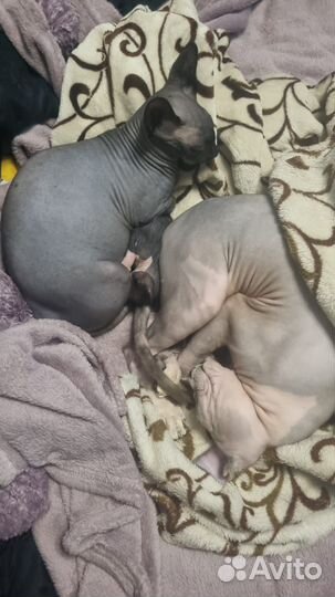 Канадский котëнок сфинкс