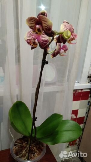 Орхидея фаленопсис phantom