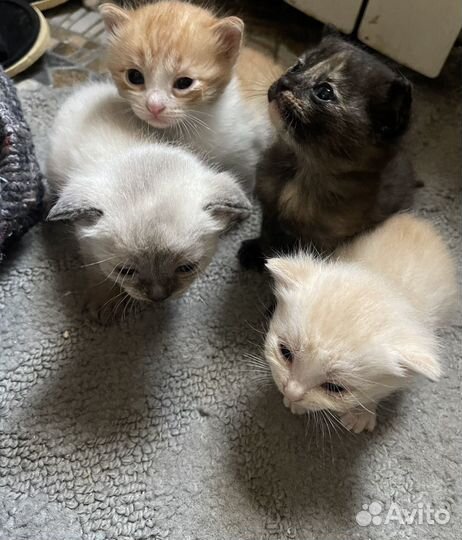 Котята в добрые руки