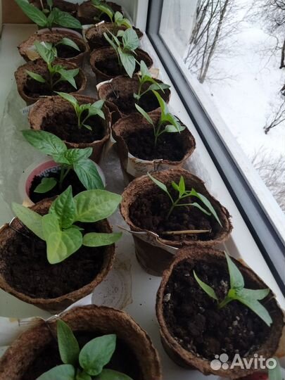 Рассада перцев