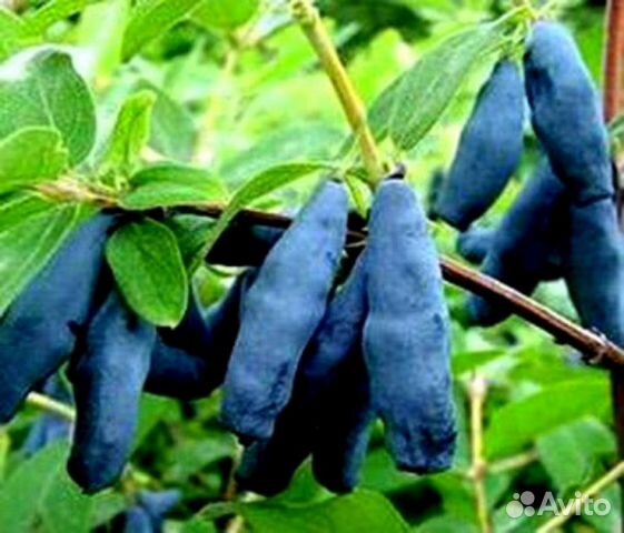 Жимолость сорт Голубое веретено и Синяя птица