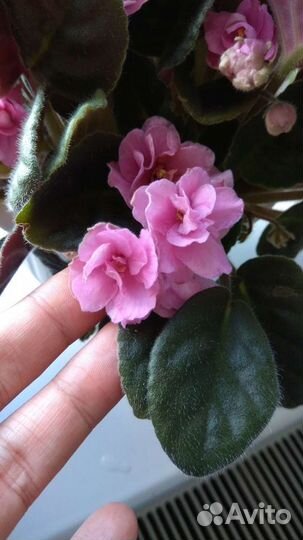 Фиалка розовая детки и взрослая цветущая