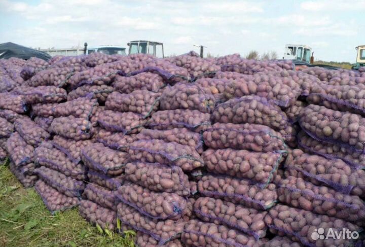 Картофель урожай 2024 опт