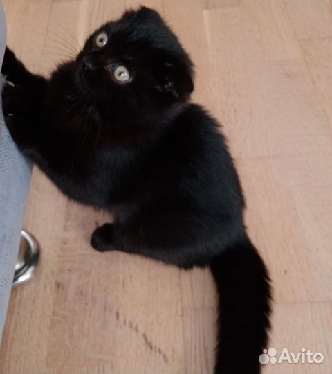 Кошечка в добрые руки