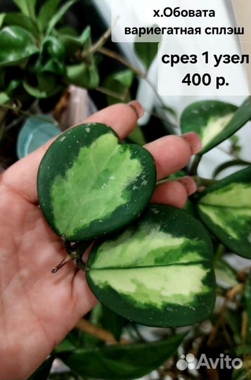 Хойя срезом (1 часть)