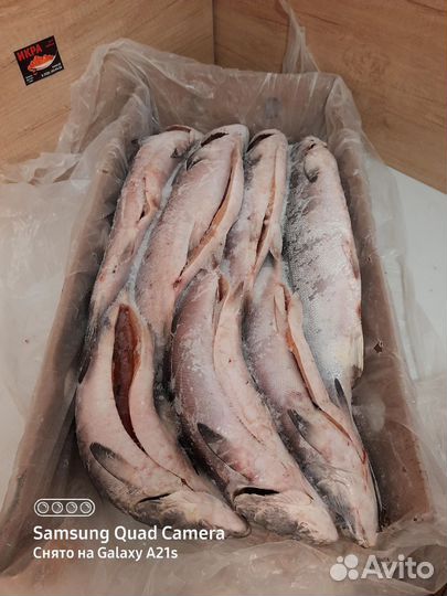 Рыба Лосось Нерка Горбуша Кижуч