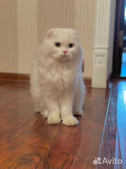 Вязка кот