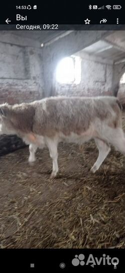 Новый привоз Бычки 6 7 мес 4 гол