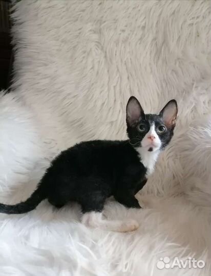 Медвежонок