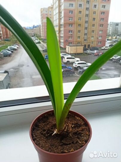 Гиппеаструм (аморалис), спатифиллум