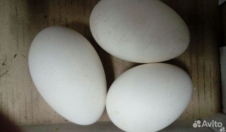 Яйцо домашнее гусиное